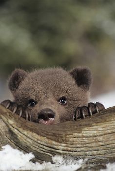 Papa Bear Baby.jpg