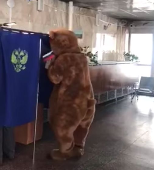 Papa Bear voting.jpg