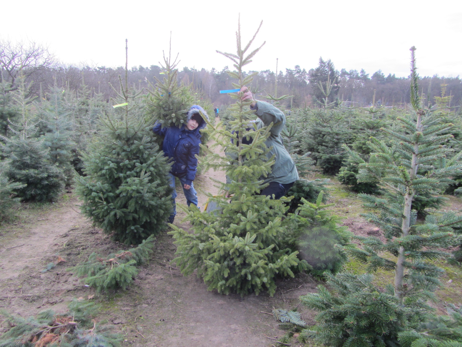 weihnachtsbaum13 003.jpg