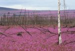 arctic circle fireweed 088.jpg