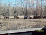 Roundup in the Creek 12-18-2009 005.jpg