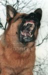 German-Shepherd-Dog-Alsatian-snarling.jpg