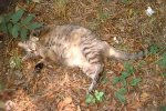 cats_abby_roll0001.jpg