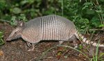 armadillo.jpg