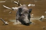hog.jpg