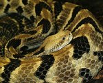 rattler.jpg