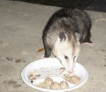 20_inch_possum_on_a_12_inch_plate_152.jpg