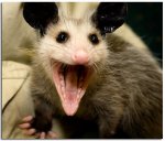 possum 2.jpg