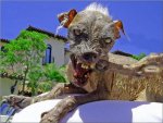 ugliest-dog-in-the-world-16.jpg