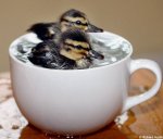 Ducklings.jpg