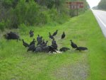 Vultures.jpg