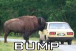 bump2.jpg