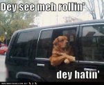 dog_rollin_hatin.jpg