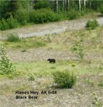 Haines Hwy bear 2.JPG