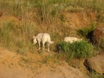 DSC00694.jpg