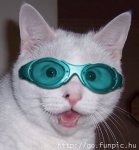 catwithgoggles.jpg