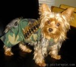 military_doggy_costume.jpg