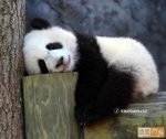 sleeping panda.jpg