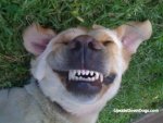 smiling dog.jpg