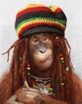 Monkey Bob Marley.jpg