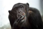 Monkey Smoking 1.jpg