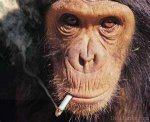 Monkey Smoking.jpg