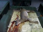 misc 11-13-2011 011.jpg