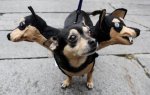 3 headed dog.jpg