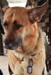 IMG_0084-Dog.jpg