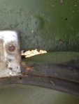 CUCV Rust 001.jpg