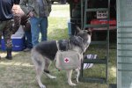 doggie medic.jpg
