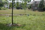 20120711 04 Ingersoll Hs watering tree w Deuce.jpg