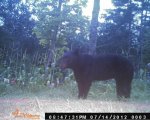 bear9.jpg