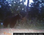 bear10.jpg