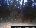 bear11.jpg
