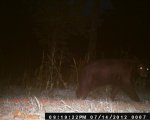 bear13.jpg