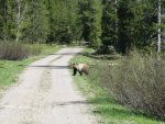 Grizzly bear along the Jackass Loop.jpg