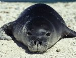Seal.jpg