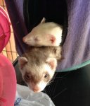 Ferrets_1.jpg
