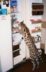 pouncer.jpg