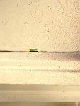 yellow paint 001.jpg