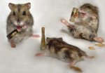 Wasted Mice.jpg