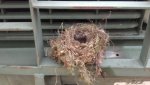 Nest 1.jpg