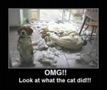 innocent-dog-look-what-the-cat-did-funny-animals.jpg