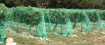 bird netting.jpg