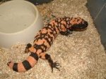 Gila Monster 2.jpg