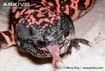 Gila Monster 1.jpg
