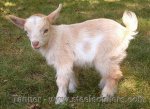 goat2_205.jpg