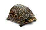 Florida_Box_Turtle_Digon3.jpg