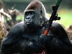 GorillaGuerilla.jpg